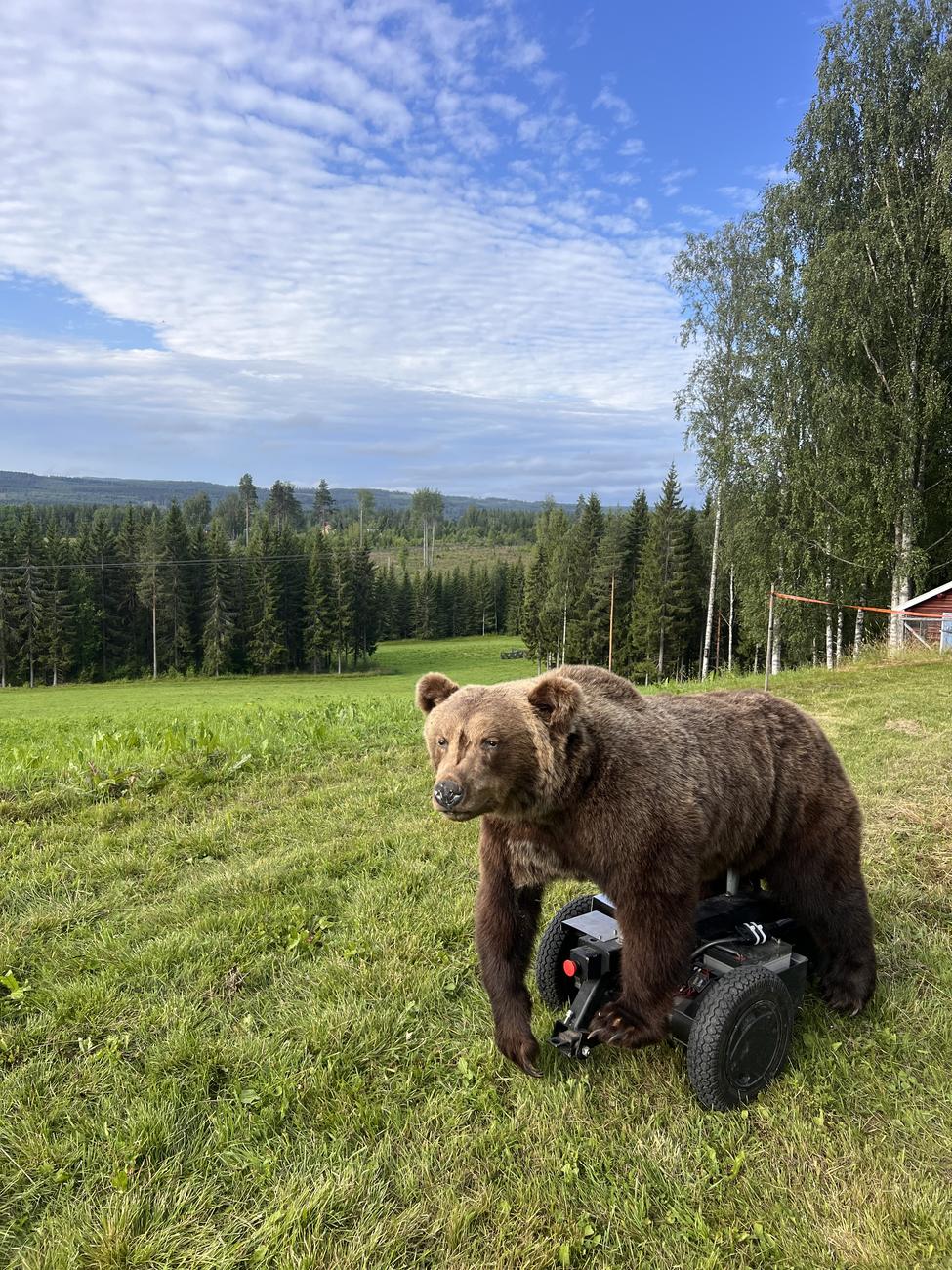 Uppstoppad björn på fjärrstyrd vagn ute på en äng i Hälsingland
