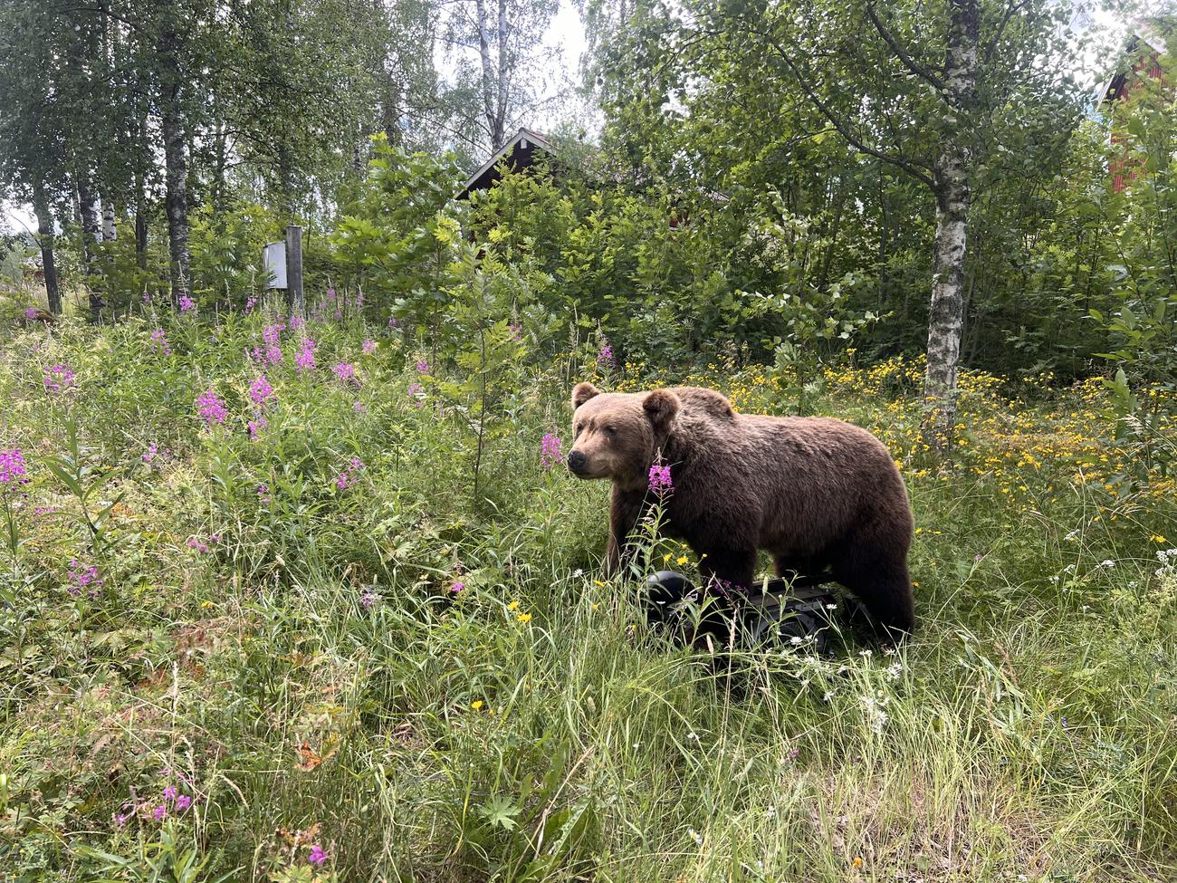 Vår uppstoppade björn ute i terrängen