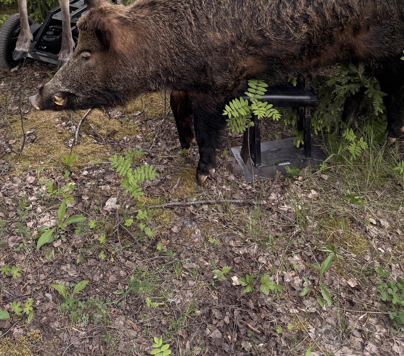 Vårt uppstoppade vildsvin i skogsterräng