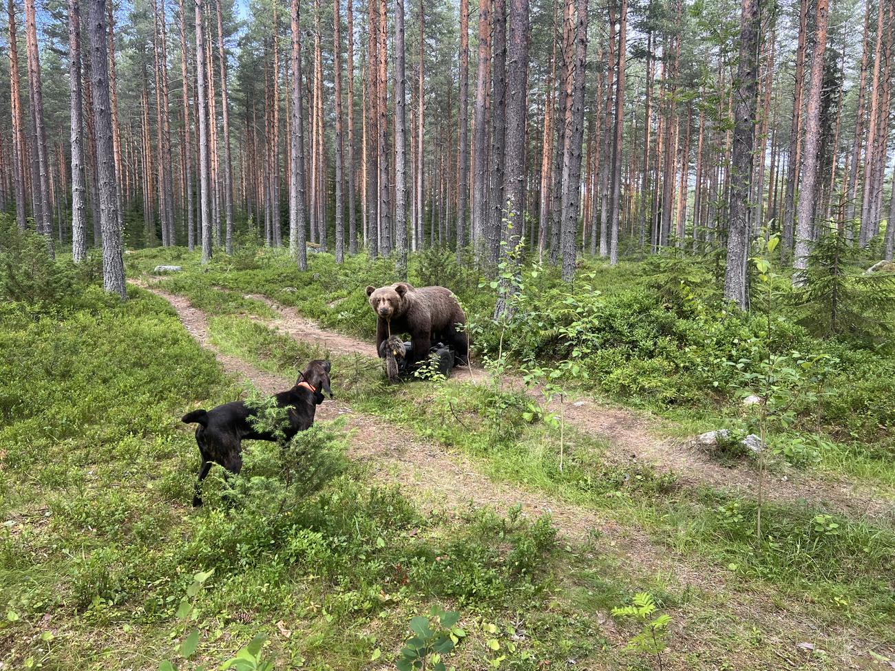 Hund som arbetar mot den uppstoppade björnen på en skogsstig